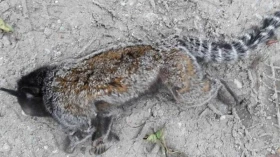 Macaco é encontrado morto no bairro do Areão