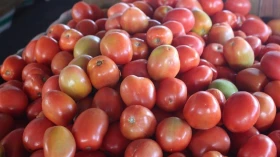 “Vilão” em janeiro, tomate puxa queda de preço da Cesta Básica em fevereiro