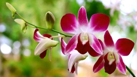 Shopping recebe Feira de Orquídeas no mês de maio