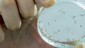 Nova ADL confirma risco de epidemia de Aedes aegypti em Taubaté