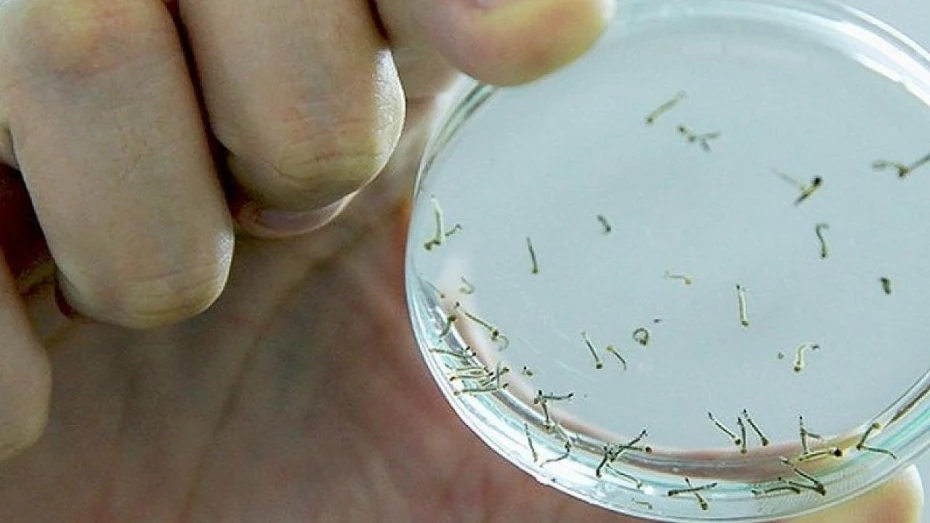 Nova ADL confirma risco de epidemia de Aedes aegypti em Taubaté Nova ADL confirma risco de epidemia de Aedes aegypti em Taubaté