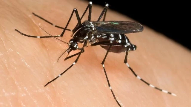 Primeiro caso de febre amarela contraída em Taubaté é confirmado