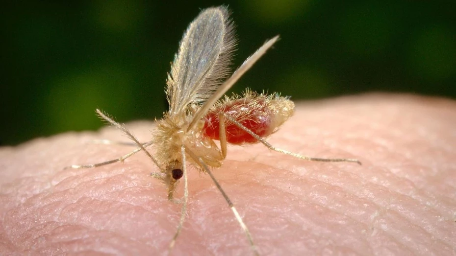 Taubaté confirma dois casos de leishmaniose em humanos Taubaté confirma dois casos de leishmaniose em humanos