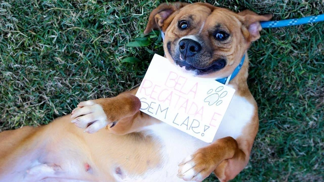 Fotos estimulam adoção de animais no CCZ