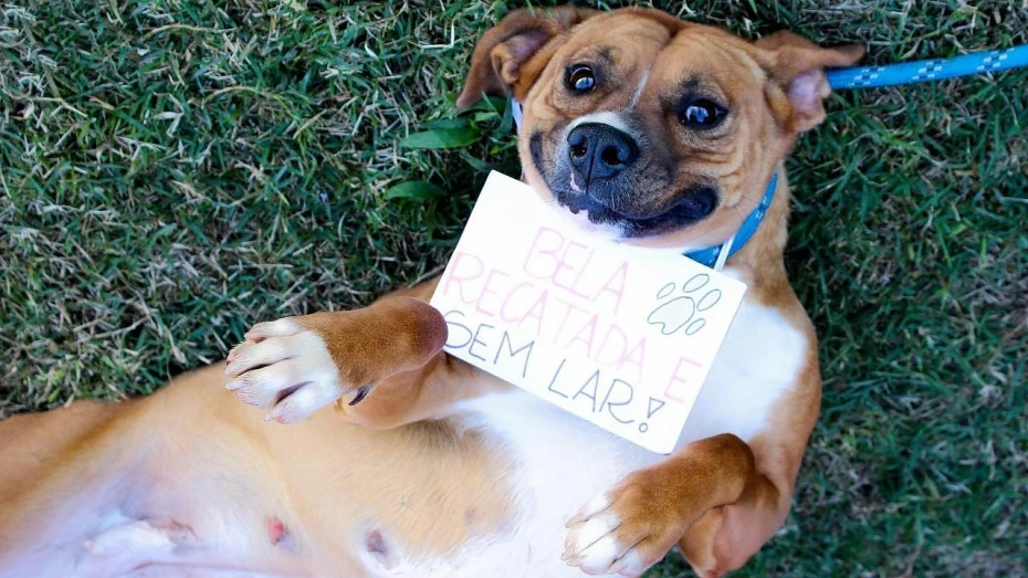 Fotos estimulam adoção de animais no CCZ Fotos estimulam adoção de animais no CCZ