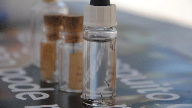 Região da Independência preocupa em novo índice de infestação do Aedes aegypti