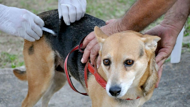 Taubaté supera 6.600 doses da vacinação antirrábica