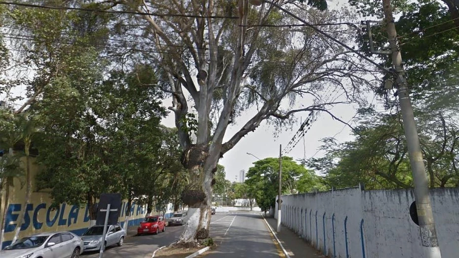 Supressão de eucalipto na rua Chile tem início neste sábado Supressão de eucalipto na rua Chile tem início neste sábado