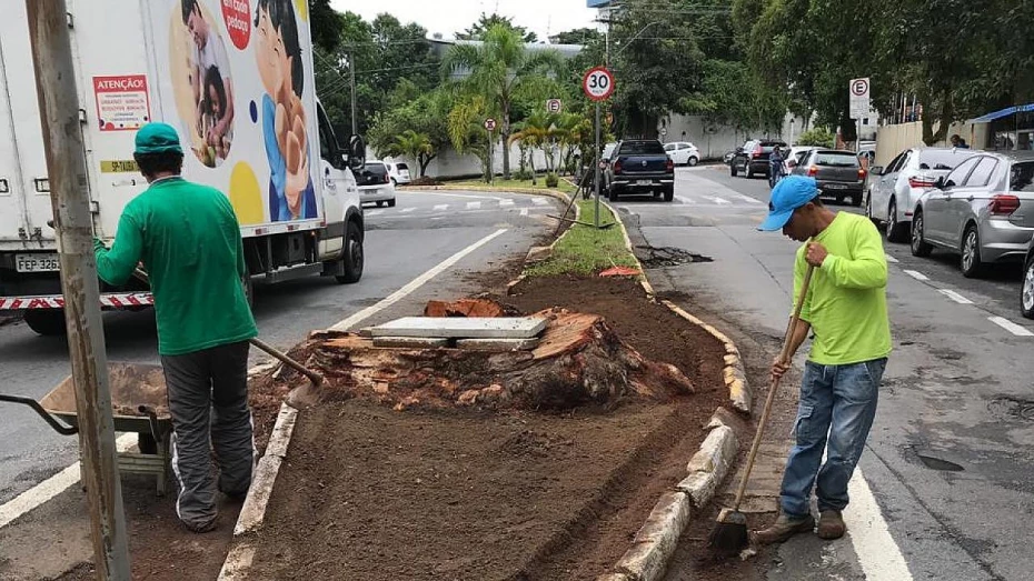 Ipê branco substitui eucalipto na rua Chile Ipê branco substitui eucalipto na rua Chile