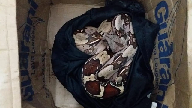 Polícia apreende animais silvestres dentro de caixas de encomendas