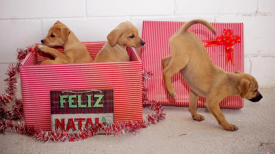 Ensaio fotográfico natalino estimula adoção de animais do CCZ Ensaio fotográfico natalino estimula adoção de animais do CCZ