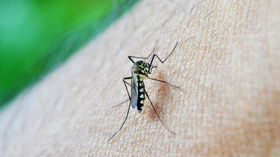 Taubaté registra menor número de casos de dengue em 9 anos Taubaté registra menor número de casos de dengue em 9 anos