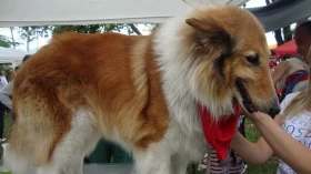 Projeto realiza cãominhada