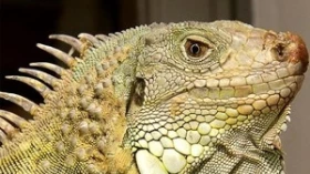Sesc recebe atividade sobre o mundo animal