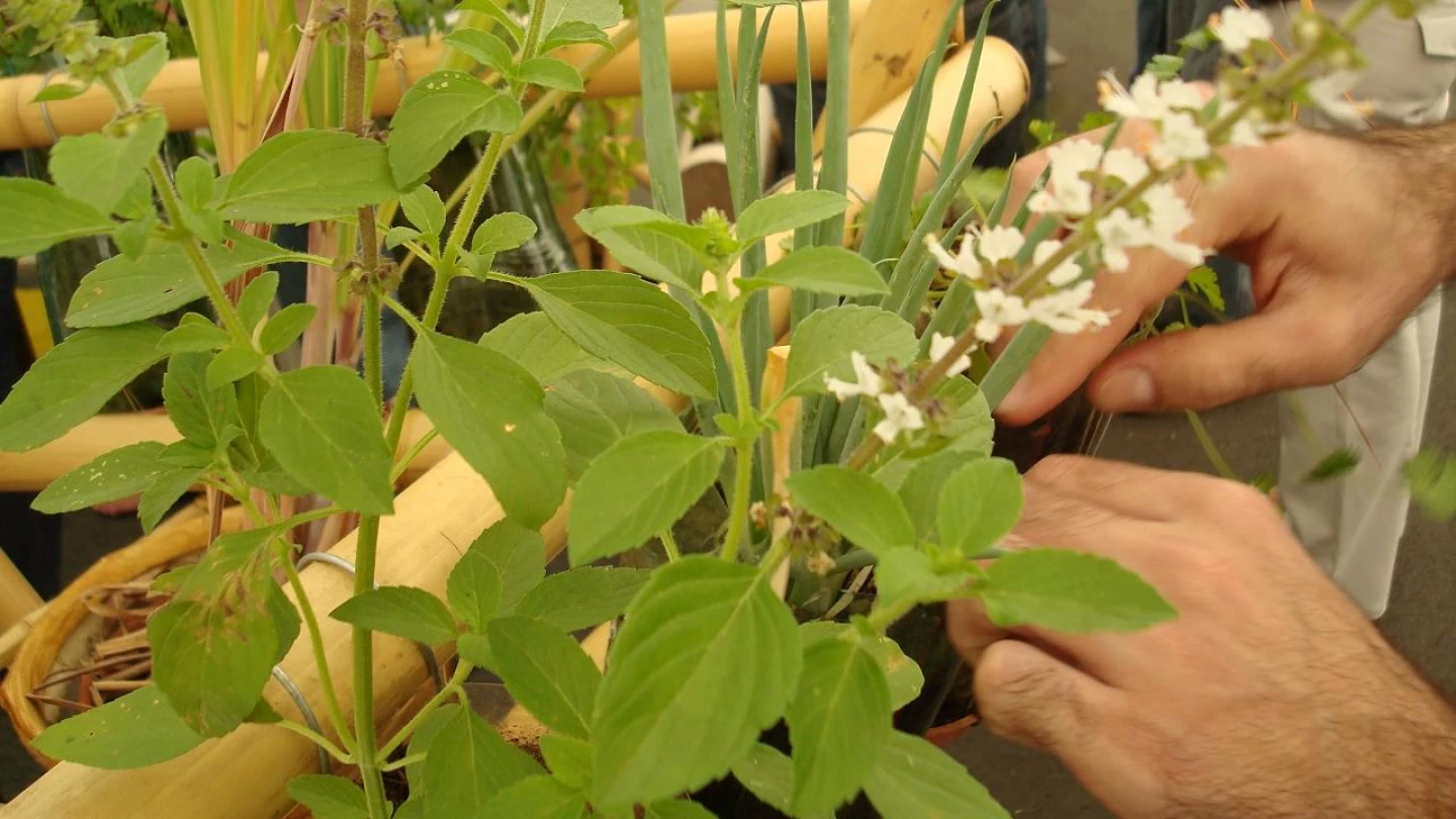 Oficina apresenta características de Ervas Aromáticas e Medicinais