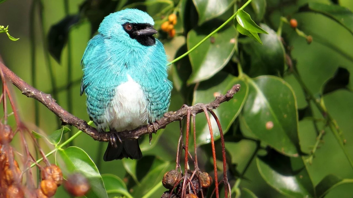 Workshop ensina a prática do “birdwatching”