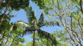 Passeio entre árvores promove o convívio com a natureza 