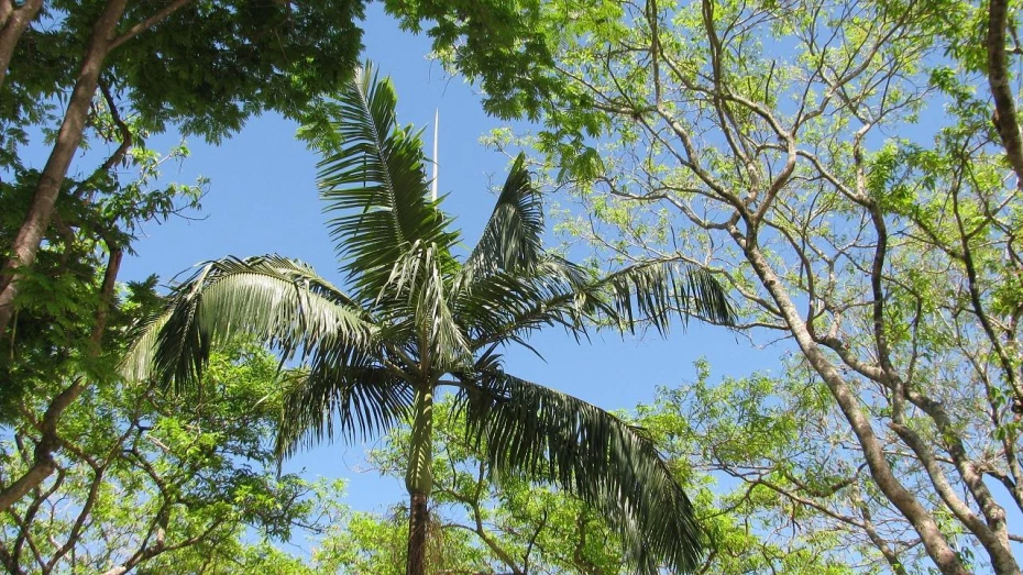 Passeio entre árvores promove o convívio com a natureza 