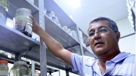 Espécie de sapo recebe nome de pesquisador da Unitau 