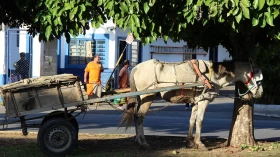 Encontro de carroceiros tem início amanhã