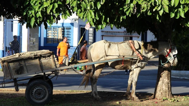 Encontro de carroceiros tem início amanhã
