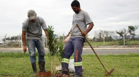 Áreas urbanas da cidade recebem plantio de 18 mil mudas
