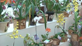 Shopping recebe Expoflores