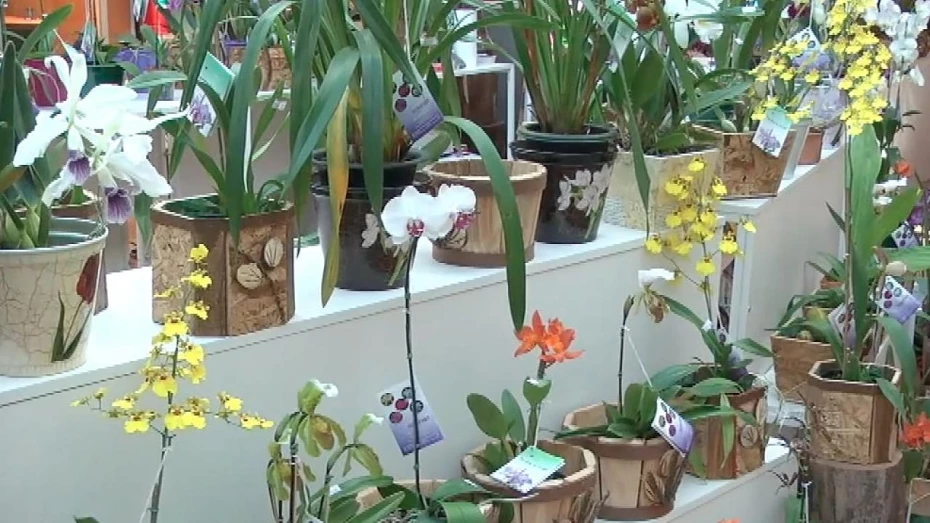 Shopping recebe Expoflores