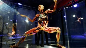 Taubaté recebe turnê “Human Bodies”