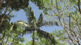Meio Ambiente é tema de programação no Sesc 