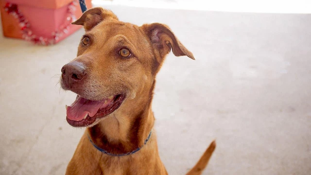 ONG promove feira de adoção de animais abandonado no CCZ em Taubaté
