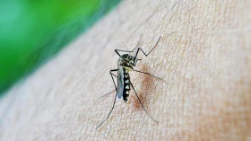 Taubaté confirma 18 casos de dengue no início de 2019