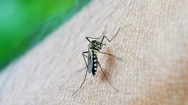 Taubaté confirma 18 casos de dengue no início de 2019