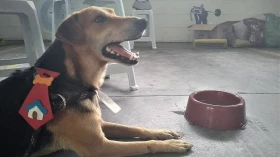 Animais do CCZ realizam ensaio inspirado no Sítio do Picapau Amarelo