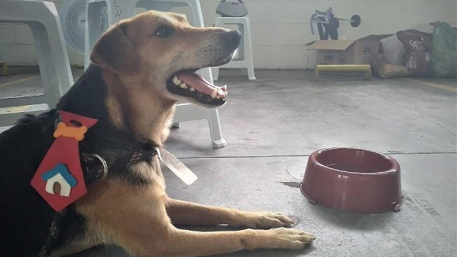 Animais do CCZ realizam ensaio inspirado no Sítio do Picapau Amarelo