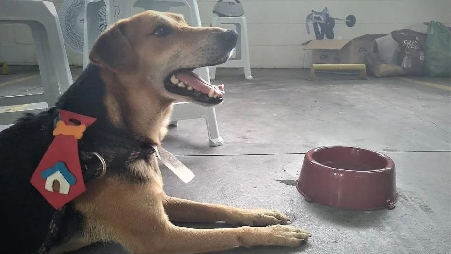 Animais do CCZ realizam ensaio inspirado no Sítio do Picapau Amarelo