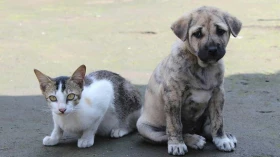 Lei que regulamenta a venda de animais entra em vigor em Taubaté