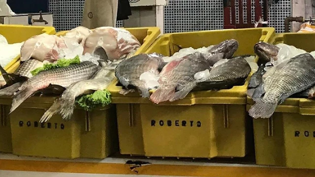 Mais de 300 kg de pescado são apreendidos no Mercadão de Taubaté