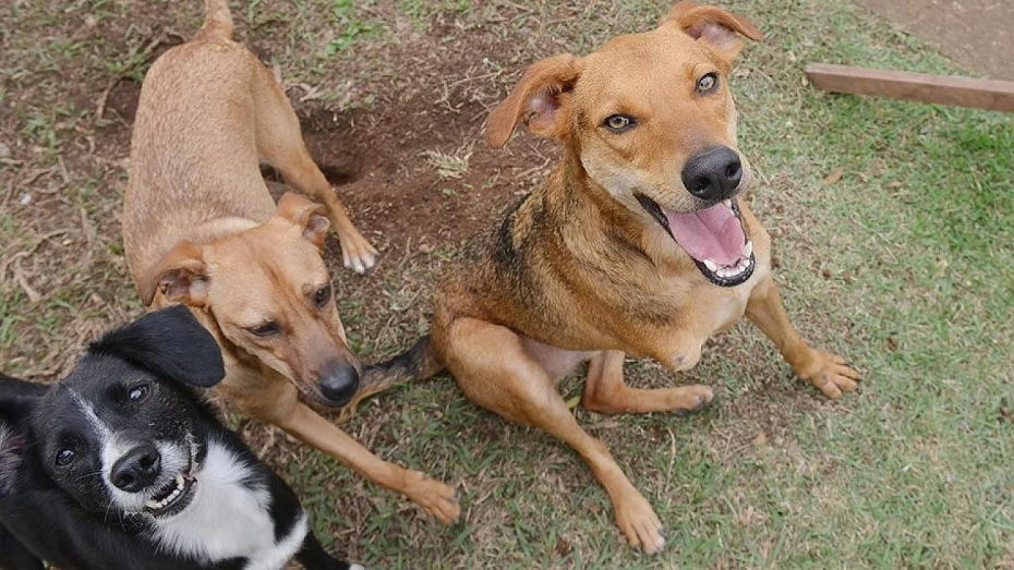Prefeitura inicia imunização antirrábica em animais de Ubatuba Prefeitura inicia imunização antirrábica em animais de Ubatuba