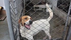 Especialistas pedem atenção redobrada com pets durante inverno