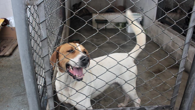 Especialistas pedem atenção redobrada com pets durante inverno