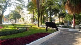 Abandono de animais de grande porte gera multa em Taubaté