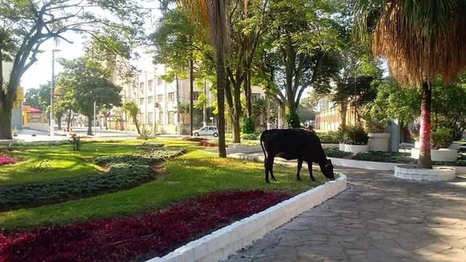 Abandono de animais de grande porte gera multa em Taubaté Abandono de animais de grande porte gera multa em Taubaté