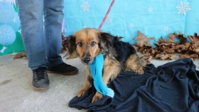 Feira de adoção com animais do CCZ acontece em Taubaté