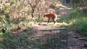 Bombeiros encontram lobo-guará na área central de Taubaté  