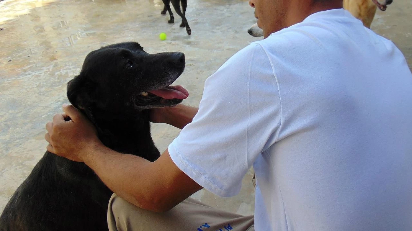 Animais ganham cuidados de detentos do regime semiaberto em Taubaté