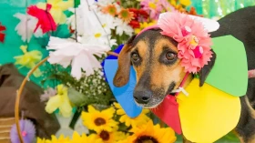 ONG realiza feira de adoção animal no Dia das Crianças em Taubaté