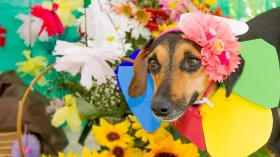 Feira de adoção com animais do CCZ acontece em Taubaté