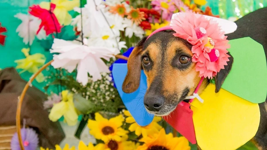 Feira de adoção com animais do CCZ acontece em Taubaté Feira de adoção com animais do CCZ acontece em Taubaté