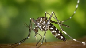 Primeiro caso de Chikungunya no ano é registrado em Taubaté